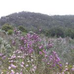 Glorious wildflowers in our 40 acre revegetation area