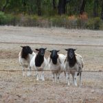 Our Dorper sheep lining up for a feed