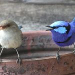 Spendid blue wrens are always a delight when they flit around.